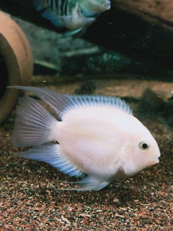 鹦鹉鱼迷你宝蓝白金金鹦鹉观赏鱼活体鱼免包装99元鱼