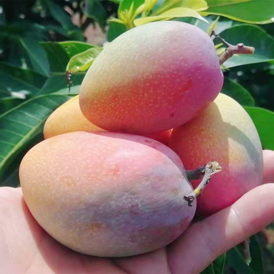 云南元江热带精品小金金凤凰芒果农产品贵妃新鲜芒果