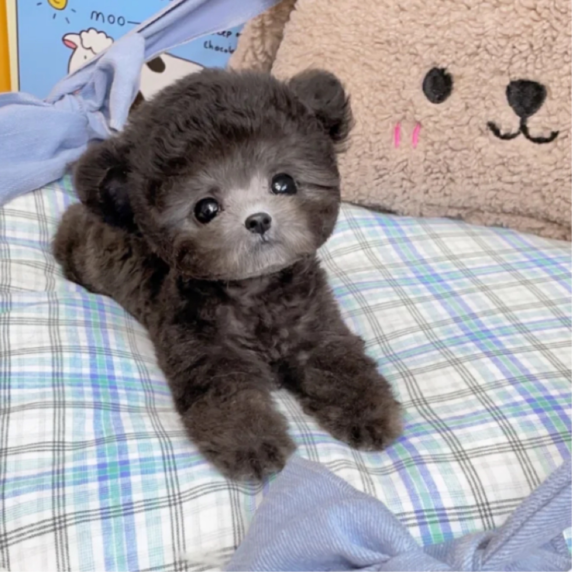 泰迪茶杯狗纯种灰色宠物狗幼犬活体真狗飞耳小型宠物