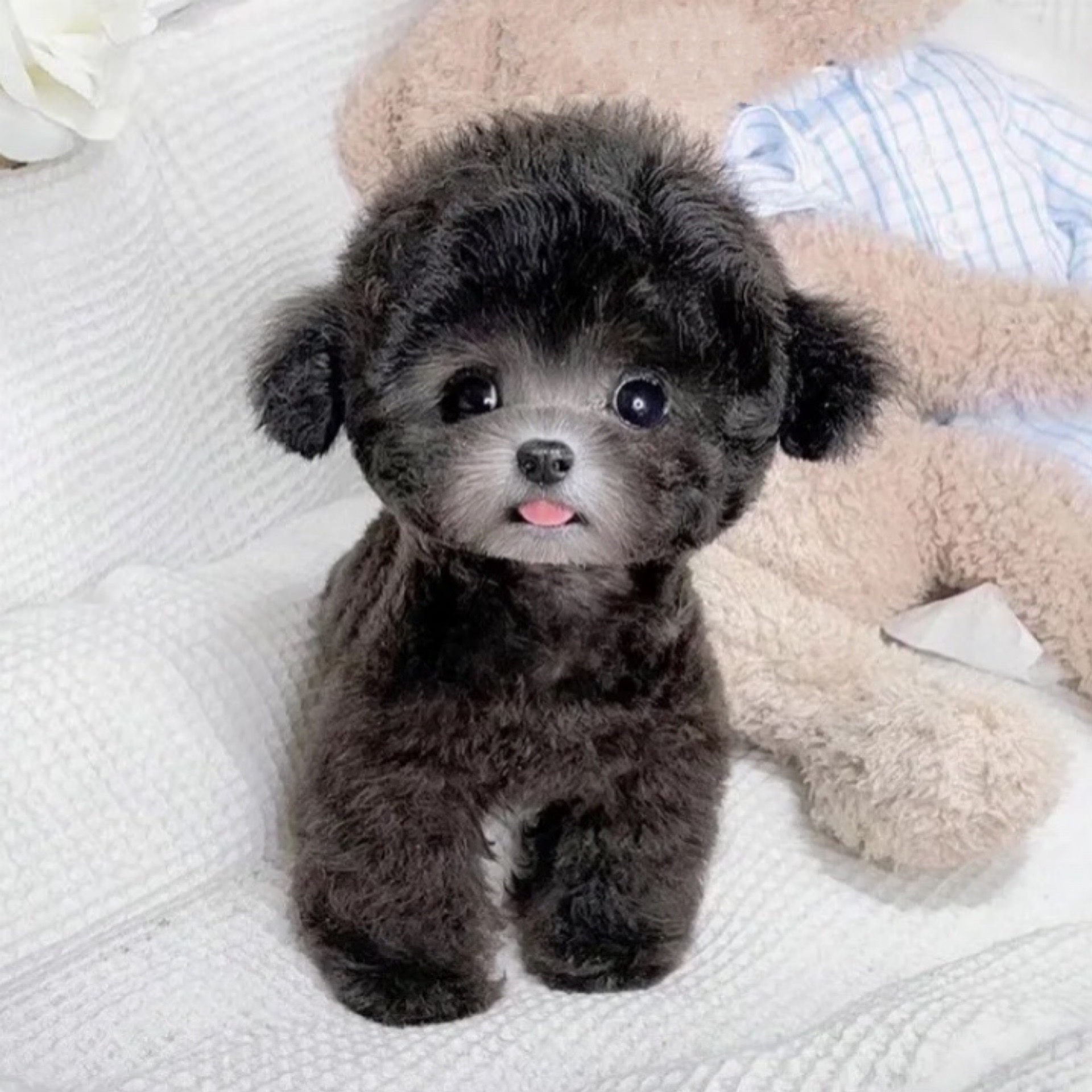 泰迪茶杯狗灰色宠物狗幼犬活体真狗飞耳小型可爱宠物