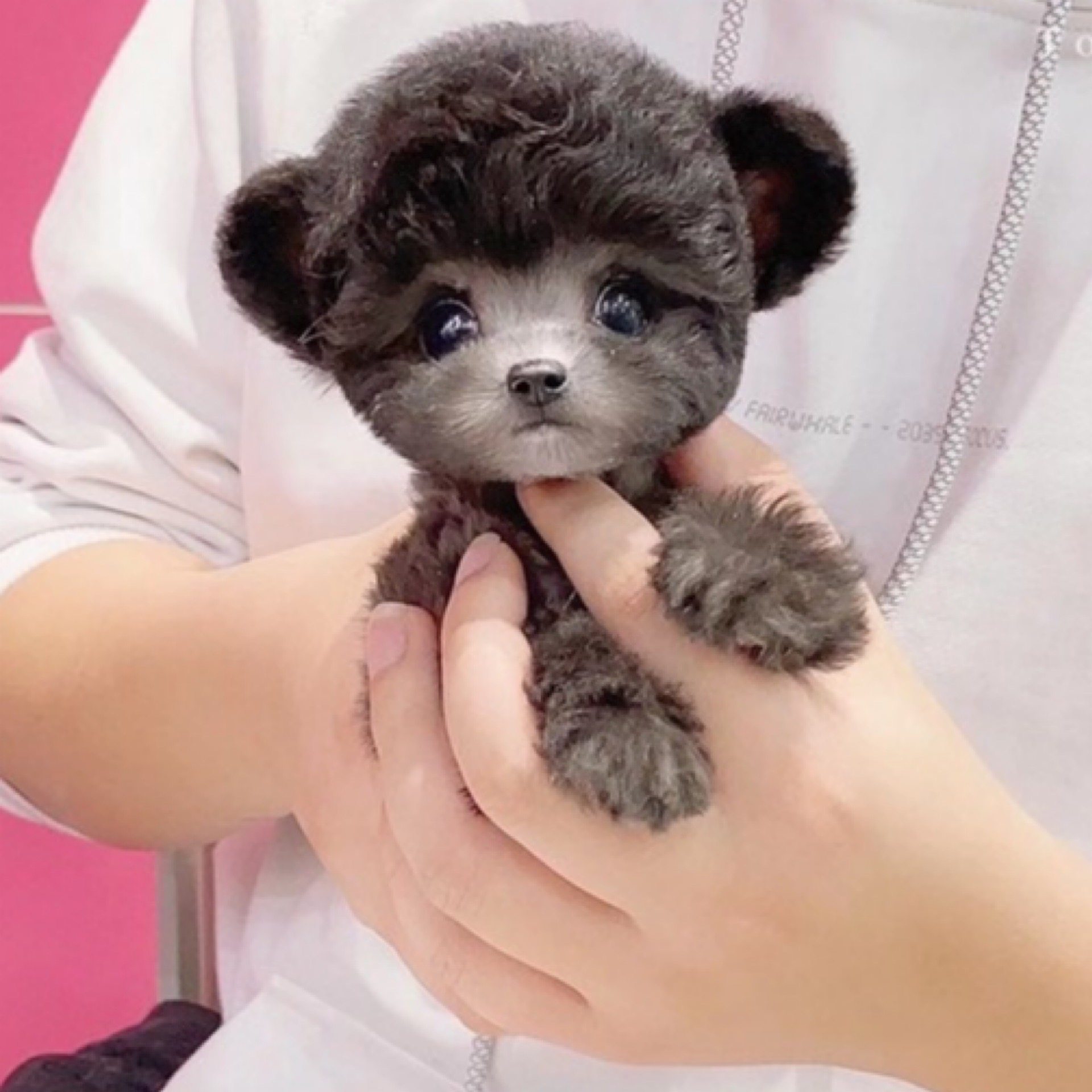 泰迪茶杯狗灰色宠物狗幼犬活体真狗飞耳小型可爱宠物训练