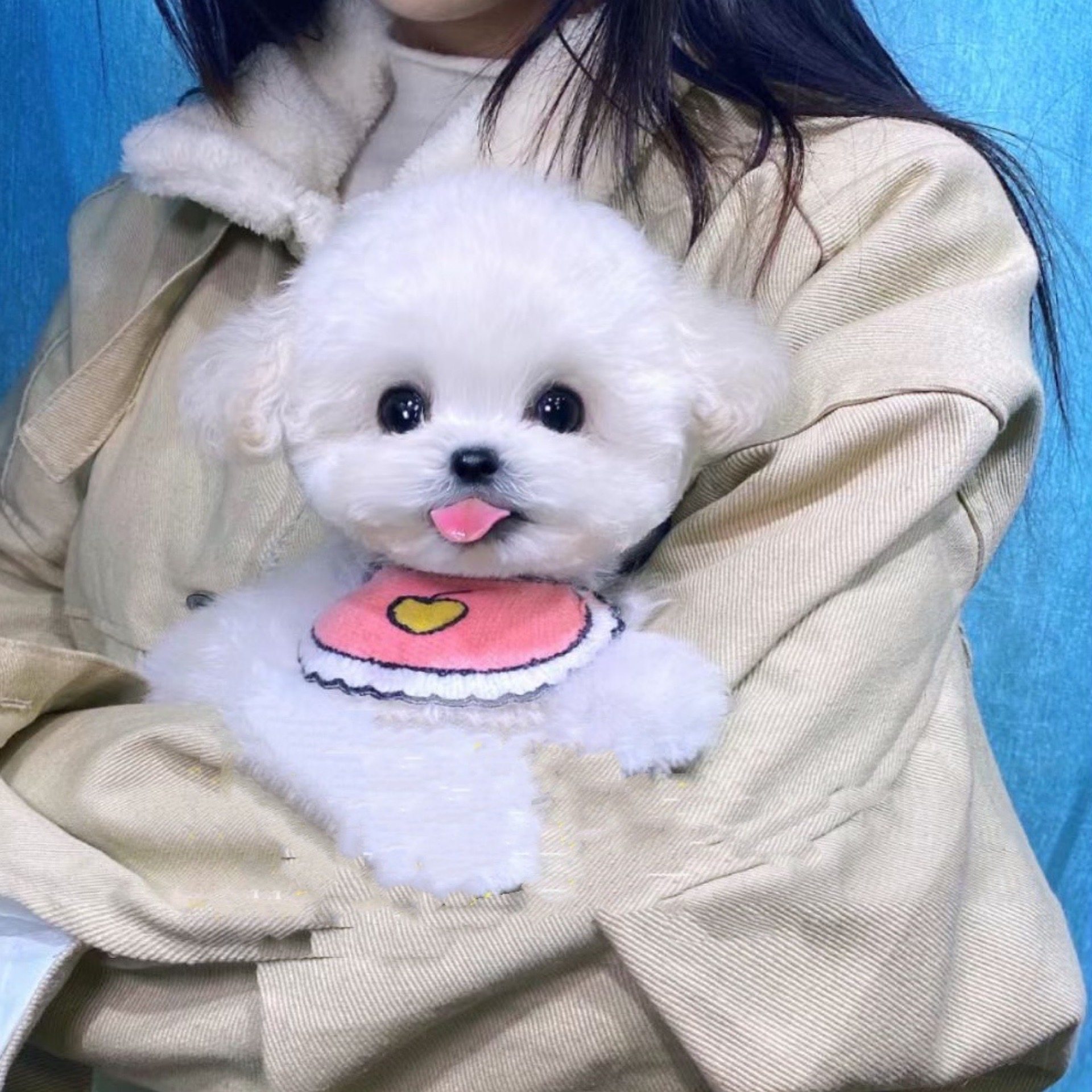 幼犬活体纯种比熊犬宠物狗幼崽白色小体立耳比熊宠物训练