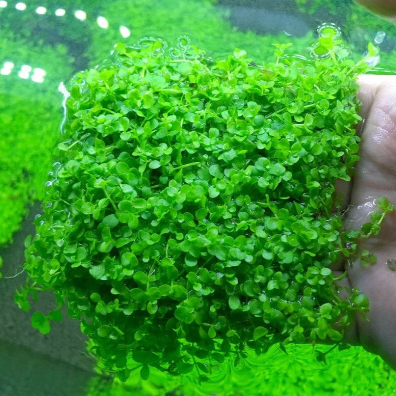 鱼缸珍珠牛毛迷你牛迷你天胡阴性活体爬地植物水草