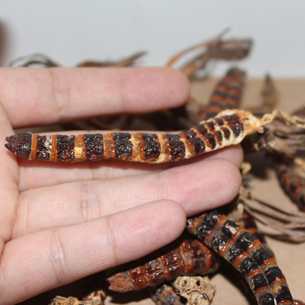 云南特产 西双版纳冬虫夏草 断草 正品虫草 蜈蚣虫草 包邮38元/棵