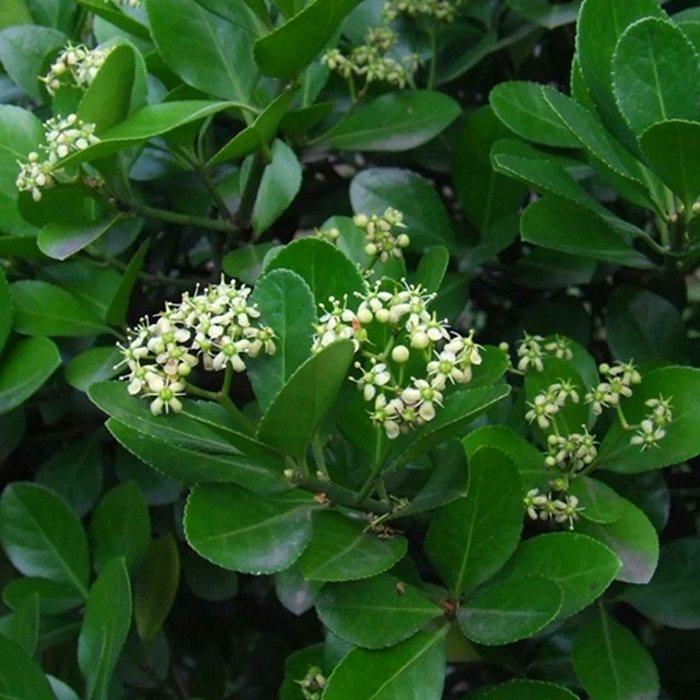 法国冬青树苗篱笆庭院绿化植物北海道黄杨苗红叶石楠苗木四季长青