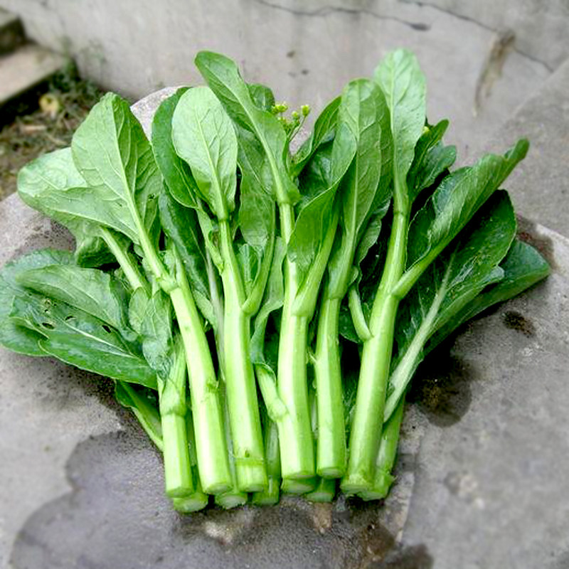 菜心四九种子广东菜苔青菜种籽连州四季蔬菜家庭园艺种子