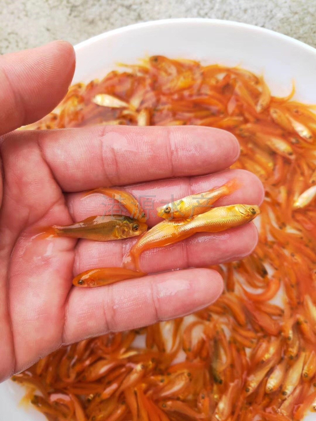 鱼苗红鲤兴国杂交建鲤全国发货包邮鱼