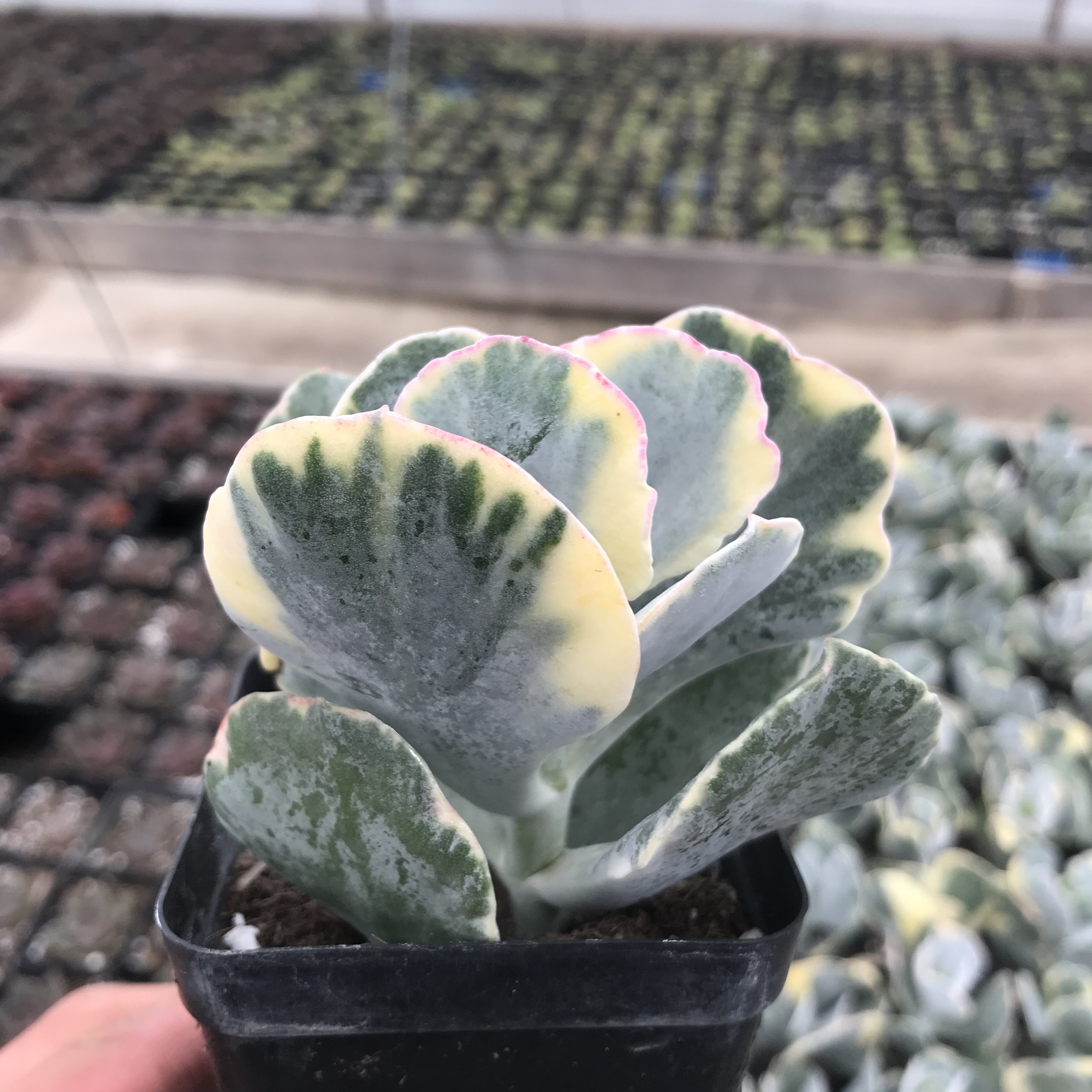 多肉植物旭波之光光锦防辐射绿植盆栽创意迷你多肉植物