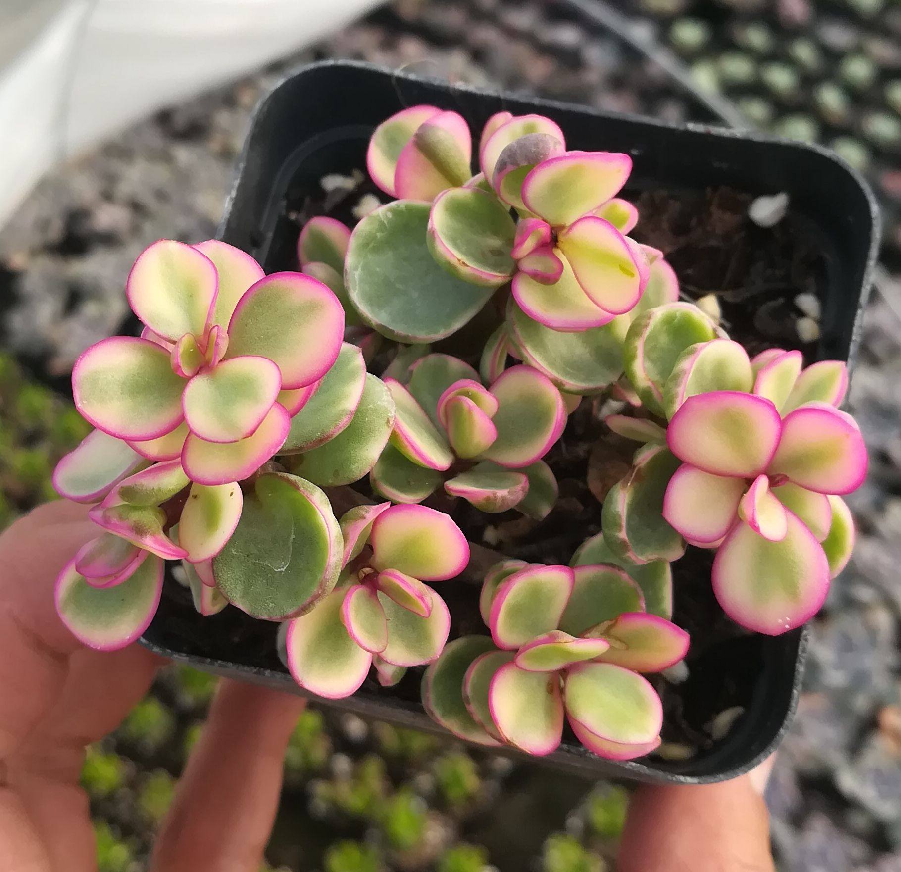 雅乐乐之舞多植物花卉马齿苋科属老桩办公办公室多肉植物