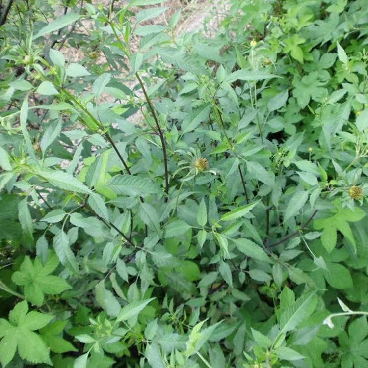 现采新货新鲜野生中药材一包针鬼针草婆婆针三叶鬼针500g