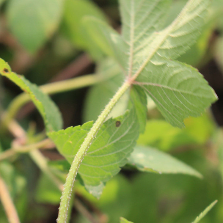 现采新鲜野外中草药材勒草葛葎草蔓锯锯藤拉拉藤五爪龙割人藤500g