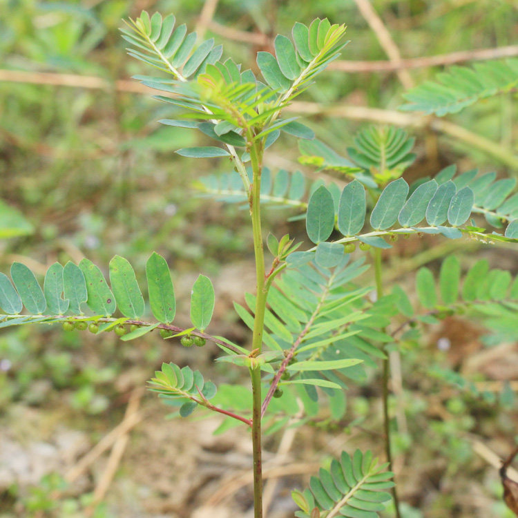 现采新鲜中药材野外叶下珠草龙珠草碧凉草十字珍珠草500g