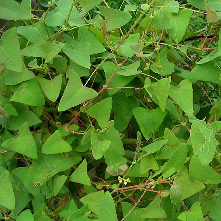 现采新鲜野采中草药材杠板归赤地利刺犁头老虎利山荞麦犁尖草500g