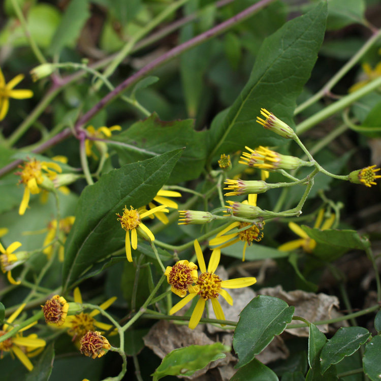 现采新鲜野外中草药材千里光九里明九龙光九岭光500g