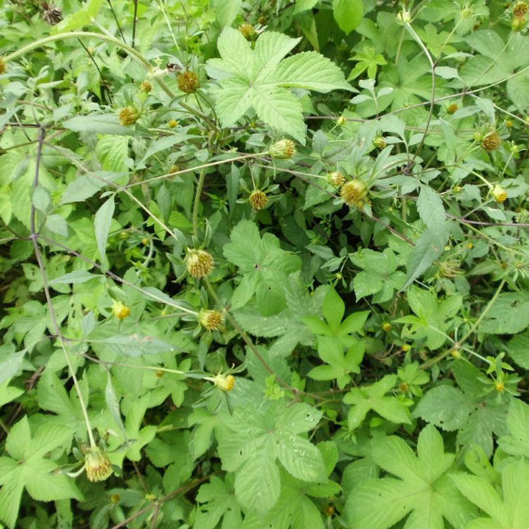 一包针草药的药效图片