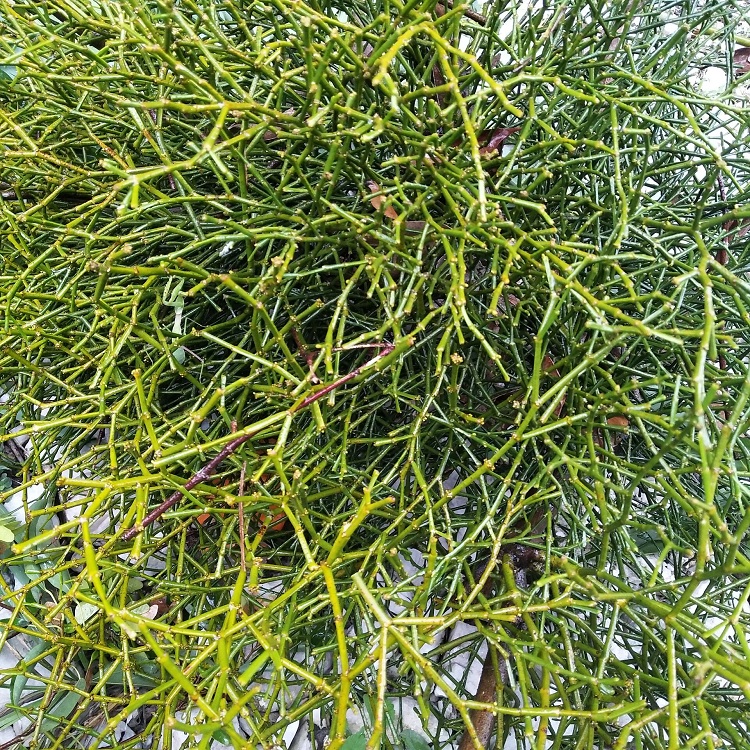 寄生螃蟹正宗现采蟹脚新鲜脚茶古树野生中草药其他药食同源食品