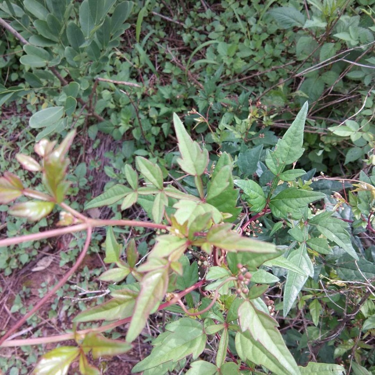 野红薯山葡萄根五爪藤根 山地瓜 见肿消 500g 新鲜野生白蔹中草要材