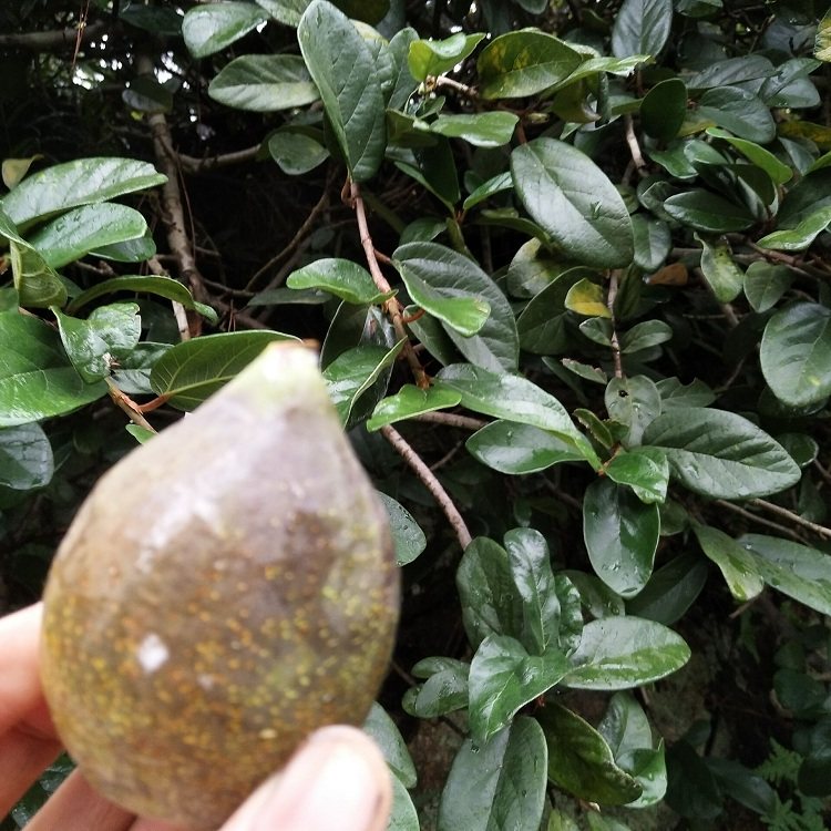 薜荔凉粉现采新鲜种苗果木藤木馒头中草药500g其他药食同源食品