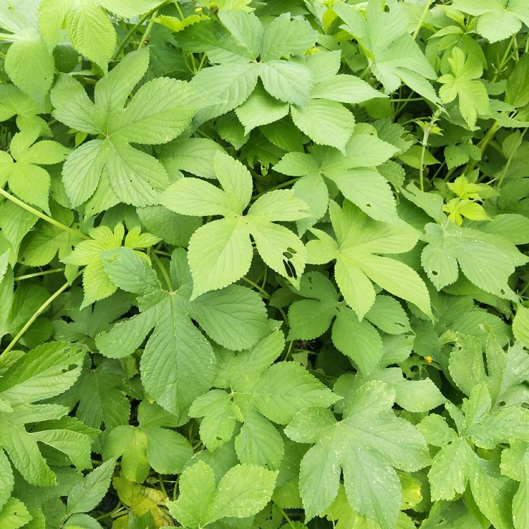 新鲜现采葎草拉拉中草药五爪龙刺藤采割人藤割线其他药食同源食品