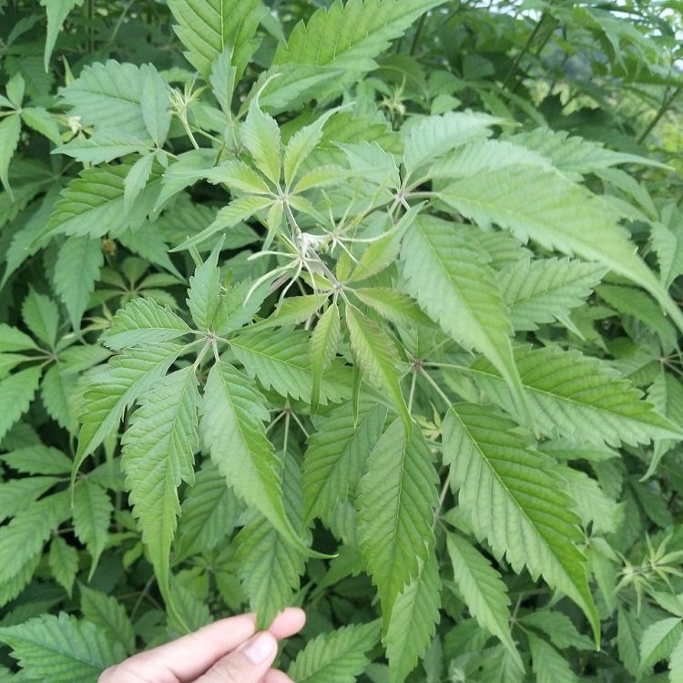 新鲜七叶布惊现采枝叶中草药500g黄荆根蚊烟草黄其他药食同源食品