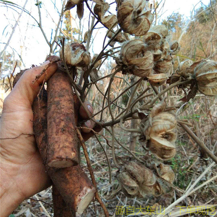 芙蓉新鲜木芙蓉根现中草药500g醉酒芙蓉花拒霜花木传统滋补品其他