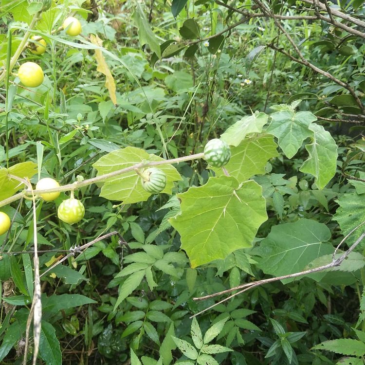 新鲜现采黄果茄牙疼果大苦果野茄果磨莫仔养马刺刺天茄中药材500g