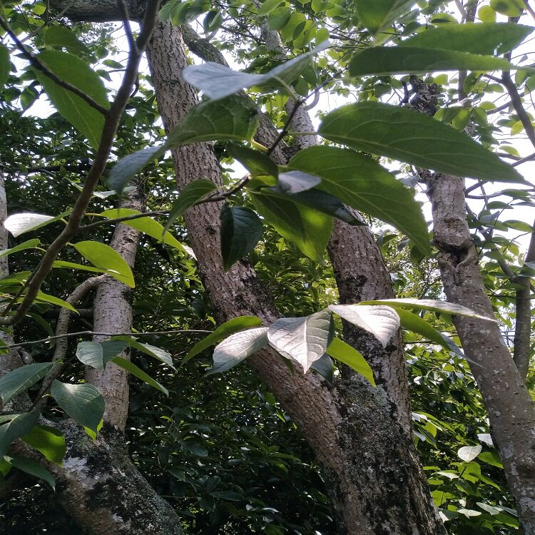 树皮杜仲品生老树丝楝棉树皮胶树泡中草药500g杜仲