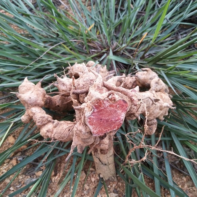 金刚中草药新鲜现挖菝葜藤乌鱼刺菱角刺根500g其他药食同源食品