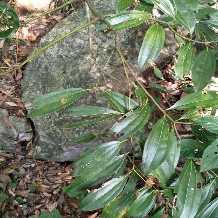 桂皮肉桂新货山干品柴桂山香料土桂中草药500g一斤传统滋补品其他