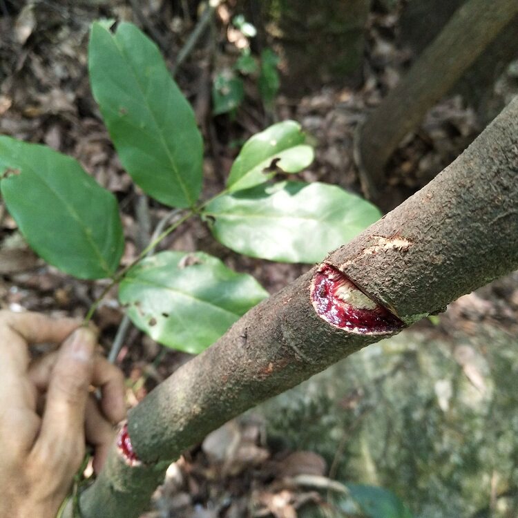 鸡血干品藤新晒山藤红藤小血藤血风五味子中草药其他药食同源食品