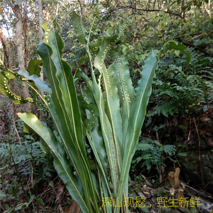 新鲜现挖江南星厥七星草瓦韦小叶骨牌草丹瓦剑草七星剑500g中草药_十