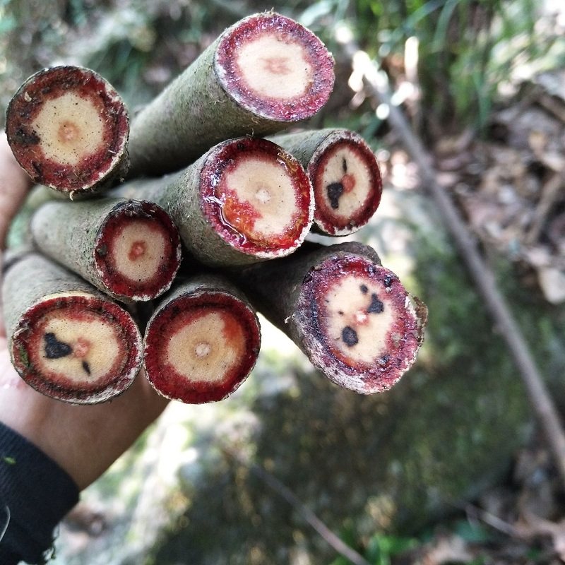 鸡血干品藤新晒山藤红藤小血藤血风五味子中草药其他药食同源食品