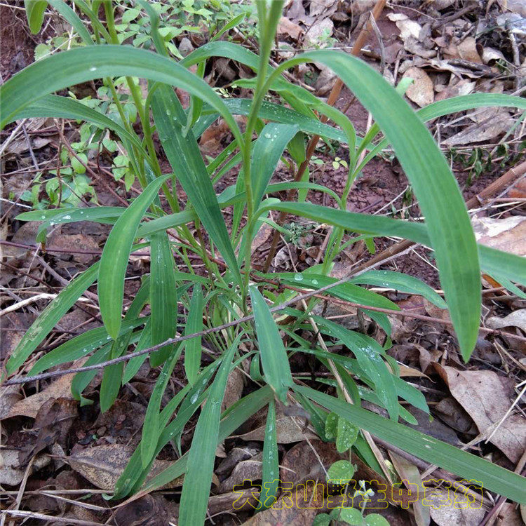 柴胡新鲜现挖中草药地熏山菜菇柴草500g其他药食同源食品