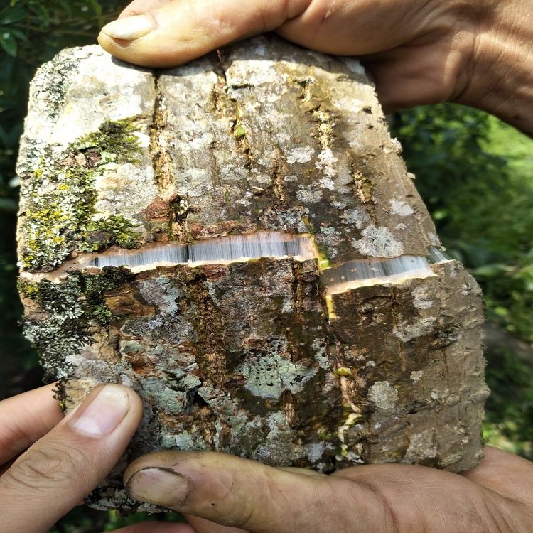 树皮杜仲品生老树丝楝棉树皮胶树泡中草药500g杜仲