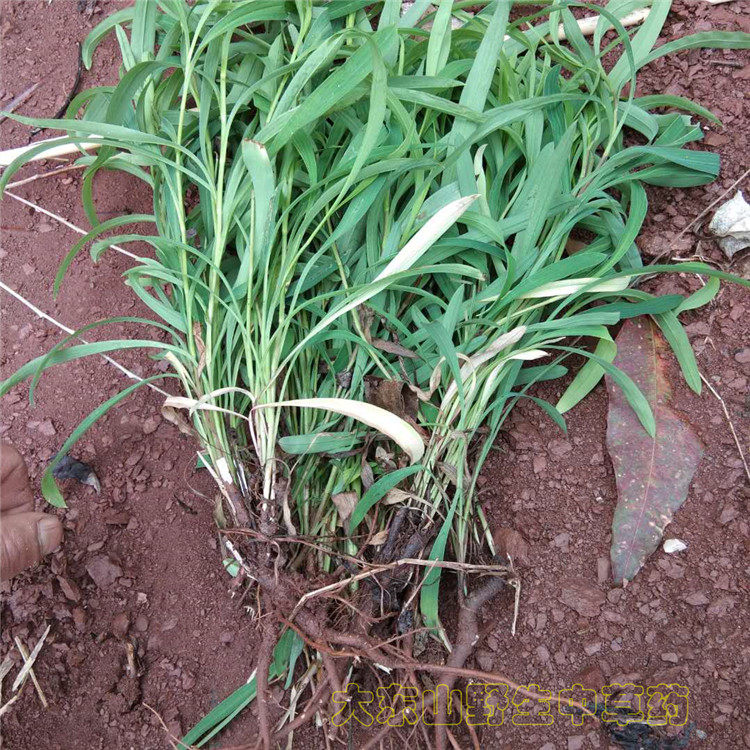 柴胡新鲜现挖中草药地熏山菜菇柴草500g其他药食同源食品