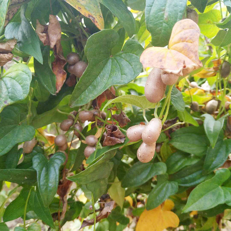 新鲜山药豆蛋小号果子当季蔬菜煲粥材料零食土特产农产品2510斤