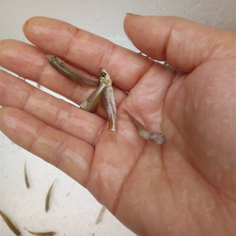 观赏鱼活体麦穗草金鲤鱼鱼苗泥鳅饲料淡水鱼乌龟鱼