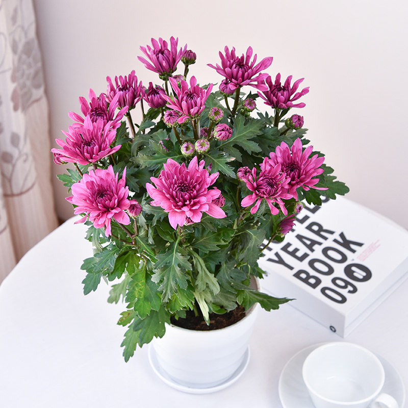 荷兰菊盆栽带花苞发货庭院花卉绿植菊花苗四季开花不断小雏菊