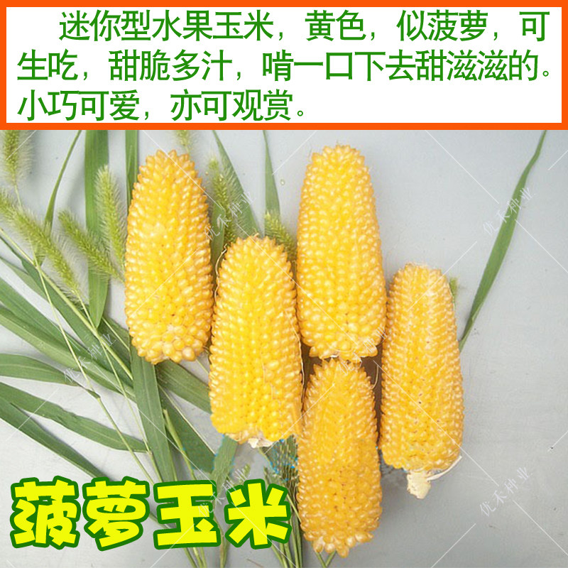 草莓玉米种子 菠萝玉米迷你型水果玉米可生吃 春夏季盆栽阳台四季