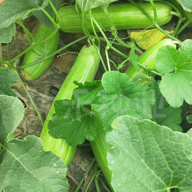 青皮脆瓜中华菜瓜种子绿皮白瓤甜四季早熟水果家庭园艺种子