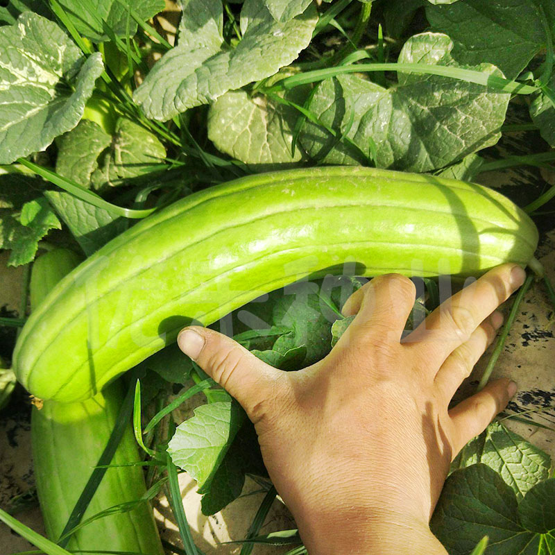 青皮脆瓜中华菜瓜种子绿皮白瓤甜四季早熟水果家庭
