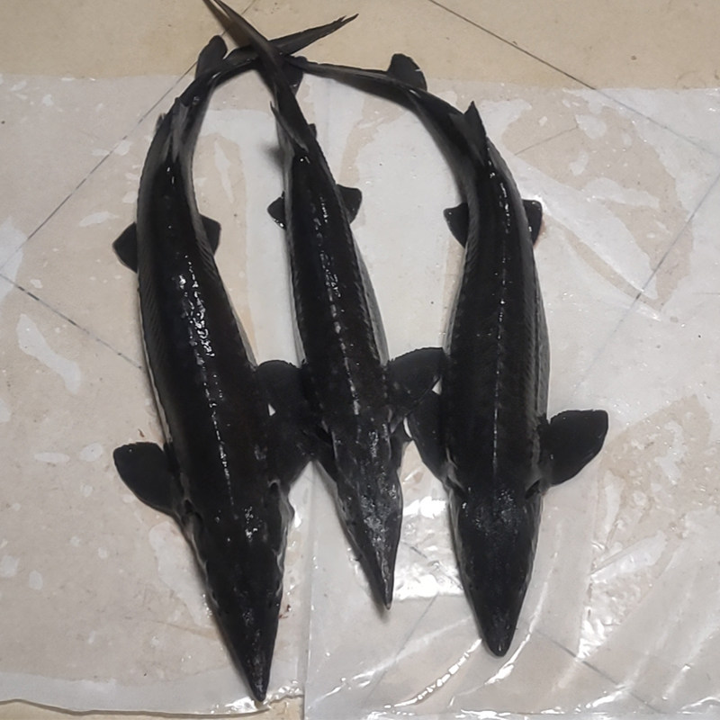 5斤软骨鲜食新鲜食保证现杀活鱼鲟鱼龙鱼鲟龙淡水鱼类