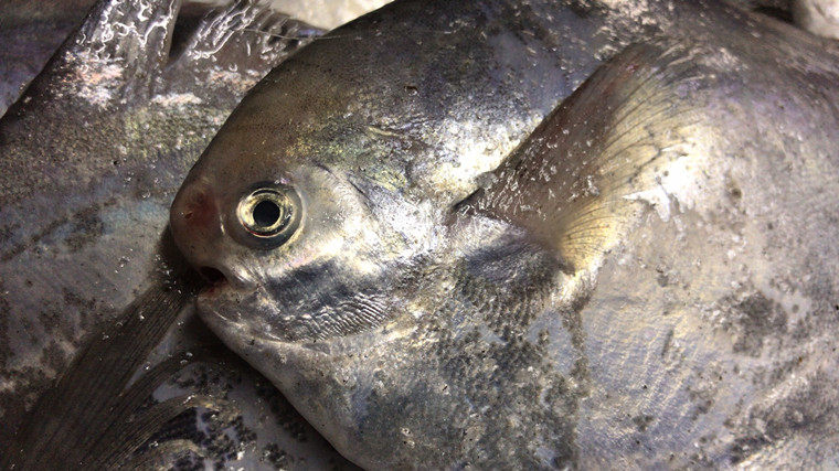 莱州湾海捕新鲜银鲳鱼扁鱼平鱼海鲜水产500g | 伊范儿时尚