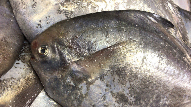 莱州湾海捕新鲜银鲳鱼扁鱼平鱼海鲜水产500g | 伊范儿时尚