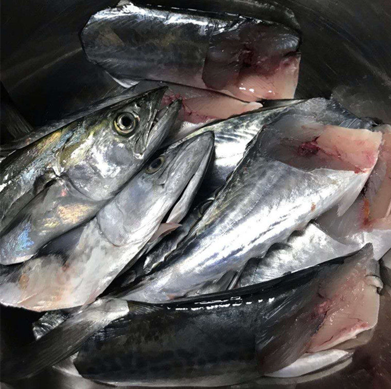 莱州湾海新鲜海马鲛鱼鲜美深海鲅鱼500g马鲛鱼