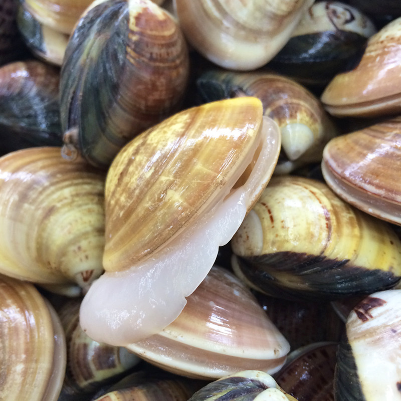 莱州湾大文蛤 花蚬子花蛤 黄蛤 海蛤 野生鲜活 纯海捕 500g