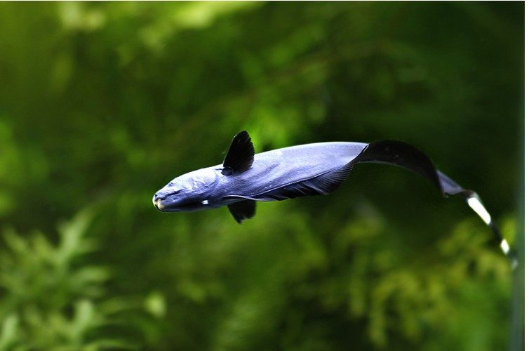 热带鱼满额包邮魔鬼刀鱼活体淡水鱼观赏鱼羽毛线包鱼