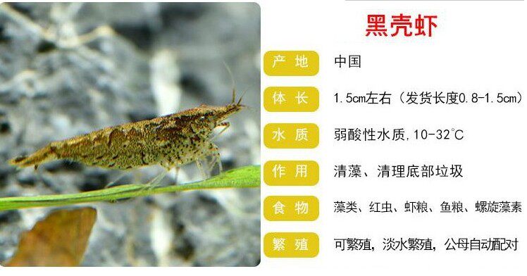 包活黑壳虾热带鱼活体龙鱼饲料藻虾工具观赏30只装虾