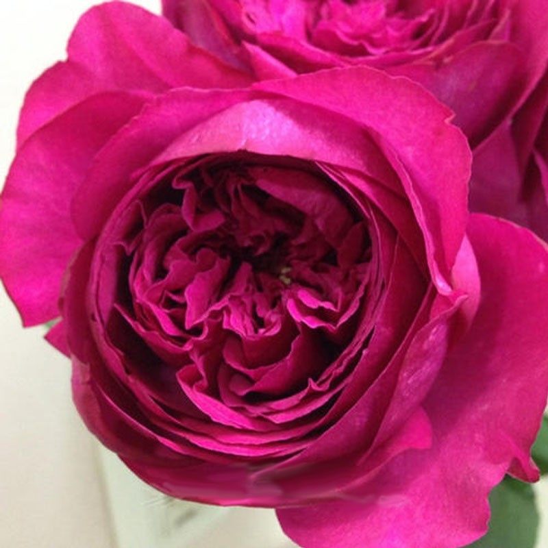 卓昂玫瑰园精选伊芙红宝石月季浓香花卉大花切包时令草本花卉