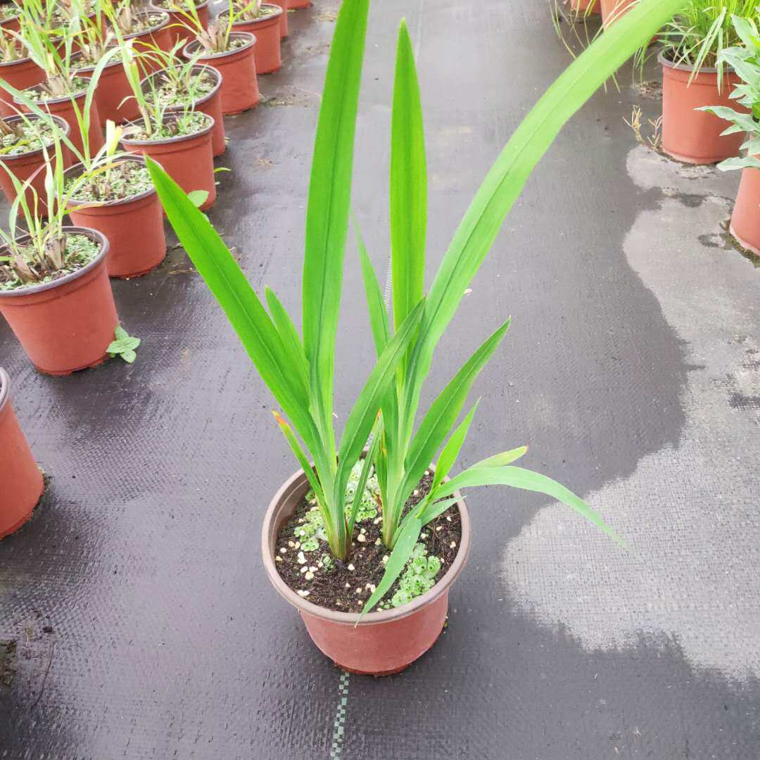 火星星花雄黄兰花花苗多年多年生生球根宿根植物宿根